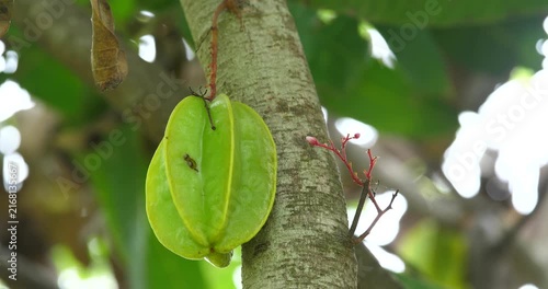 The starfruit is growing on the tree; organic farming.