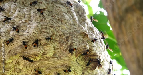 (Wasp) A large wasp nest on a tree; an insect ecosystem