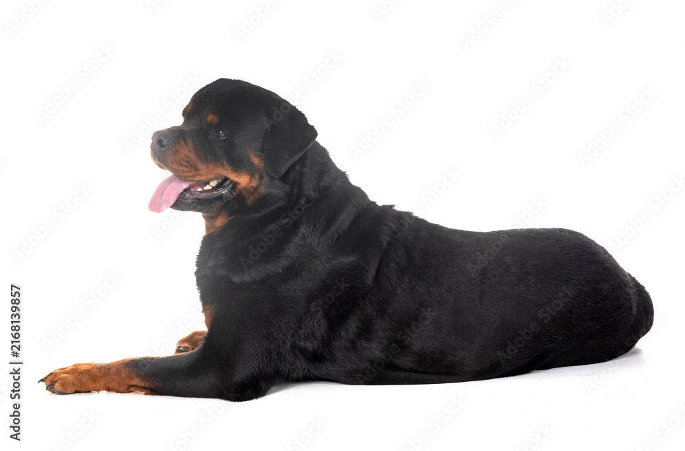 Obraz premium rottweiler in studio