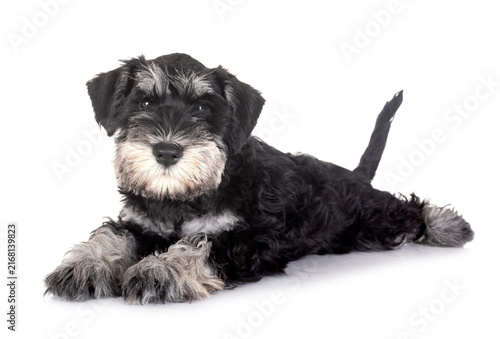 Foto puppy miniature schnauzer