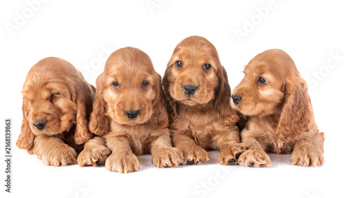 Obraz na płótnie puppies cocker spaniel