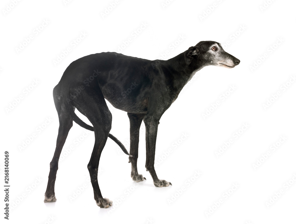 Fototapeta premium Galgo Espanol in studio