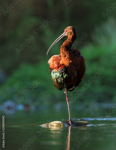 Foto White Faced Ibis