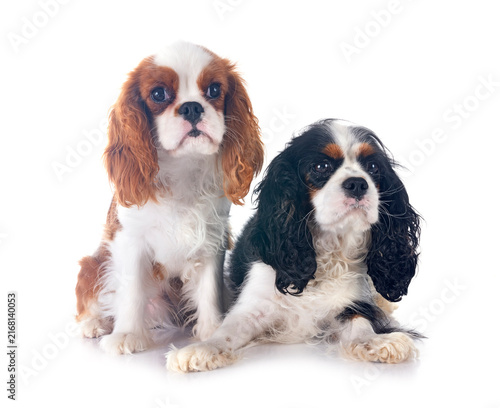 Cuadro en lienzo cavalier king charles in studio