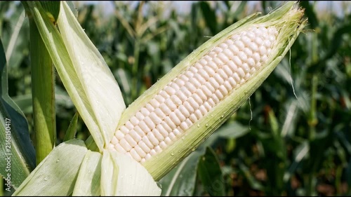 Close up of a ripe white corn cob growing in a field with green leaves.
