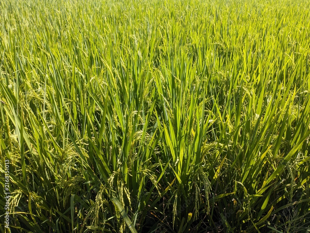 Obraz premium green wheat field