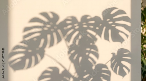 Monstera leaf shadow overlay on white wall in golden hour light