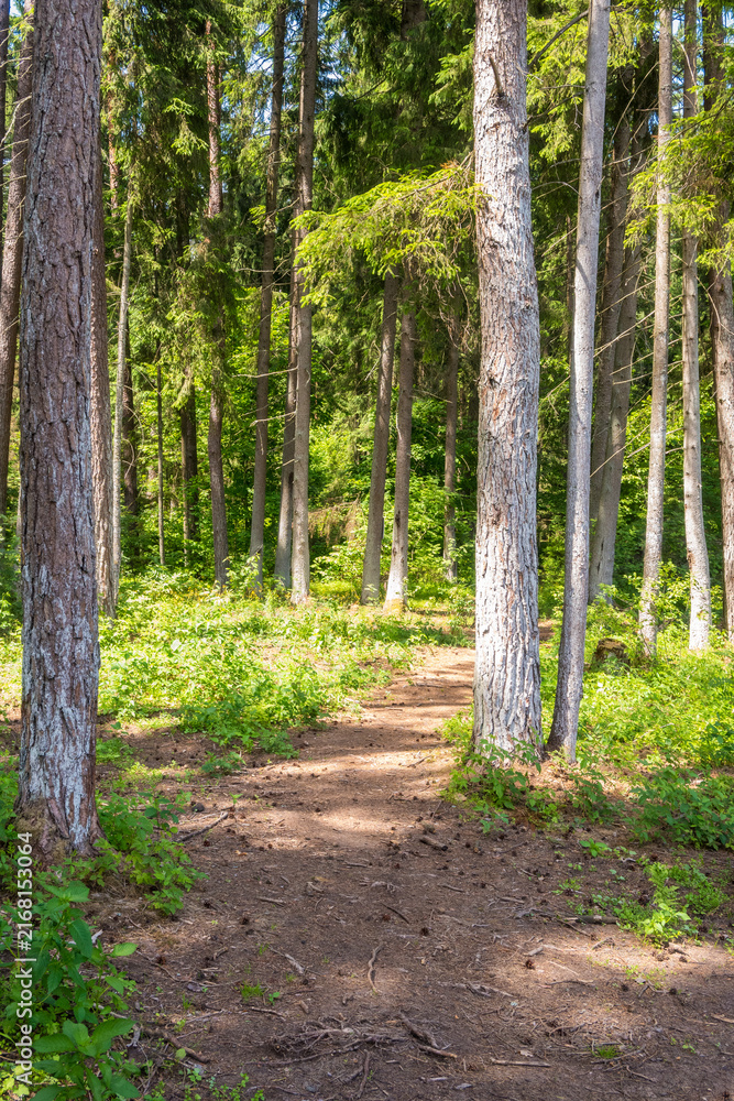 Fototapeta premium Vertical view of a sandy forest path leading through tall pine trees with lush green undergrowth. Great for hiking blogs, wellness retreats, forest bathing, and slow life nature wallpapers.
