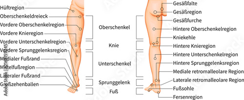 Lower Limb Anatomy and Anatomical Regions of the Thigh, Knee, Leg, Ankle and Foot