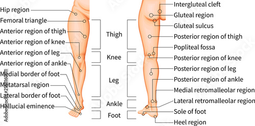 Lower Limb Anatomy and Anatomical Regions of the Thigh, Knee, Leg, Ankle and Foot
