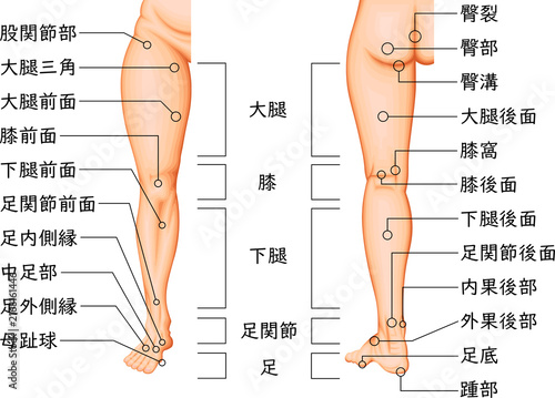 Lower Limb Anatomy and Anatomical Regions of the Thigh, Knee, Leg, Ankle and Foot