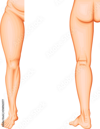 Lower Limb Anatomy and Anatomical Regions of the Thigh, Knee, Leg, Ankle and Foot
