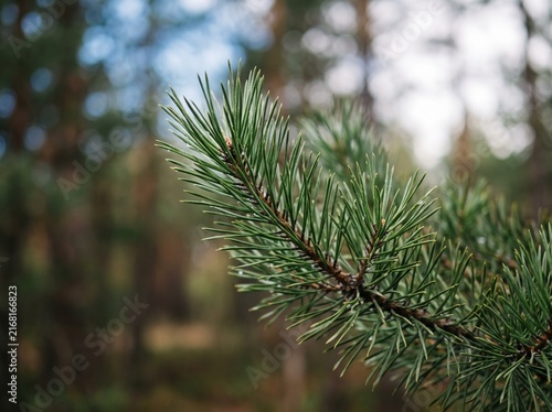 Close-up view of a green pine needle branch with a soft blurred forest background in natural light.