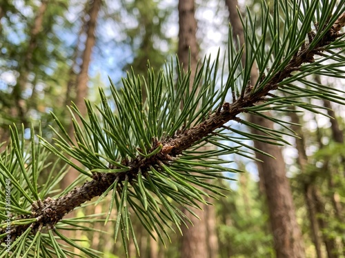 Close-up view of a green pine needle branch with a soft blurred forest background in natural light.