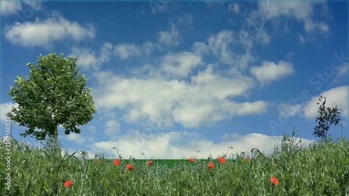 green meadow flower rose plants, and a large tree beneath blue sky.
