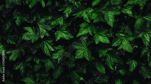 A dense collection of dark green leaves.