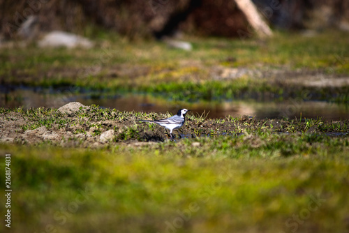 Ornithology. White wagtail resting during autumn migration. White wagtail (Motacilla alba) next to the pond. Bird, animal idea concept. Natural wallpaper. 