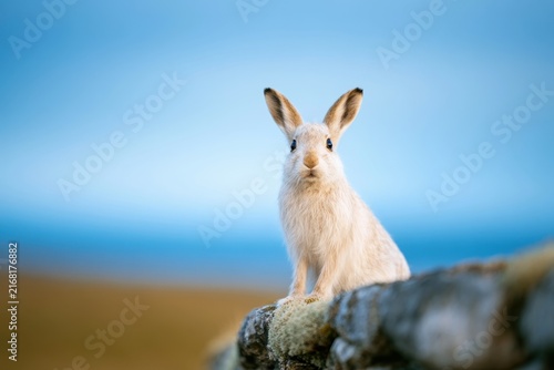 Arctic hare beside a mossy stone wall, quiet wildlife habitat, soft overcast light, natural stock composition