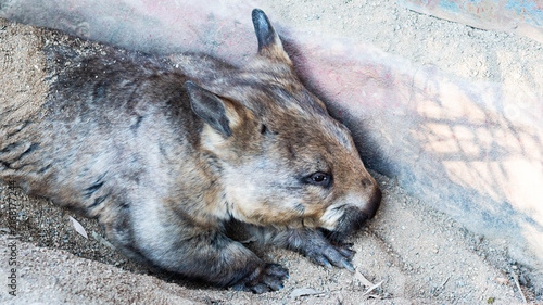 Quadro su tela wombat animal cute furry fluffy australian