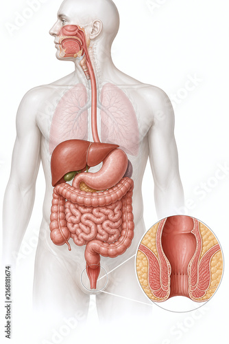 Human digestive anatomy with anorectal region overview