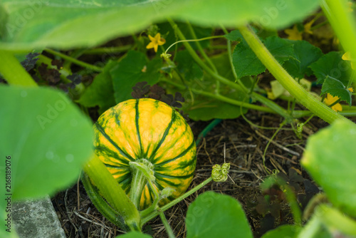 Yellow striped pumpkin on the vine in a garden setting  