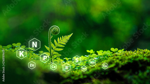 Photography Digital chemical element hexagons around a fern plant, representing essential nutrients for soil health and plant