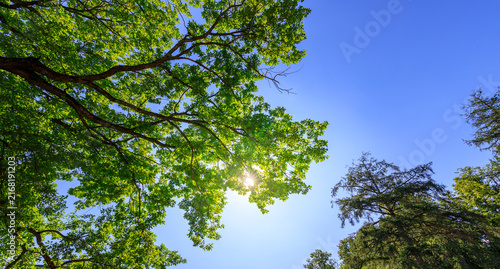 Fotografía Look up through dense foliage as sun shines brightly