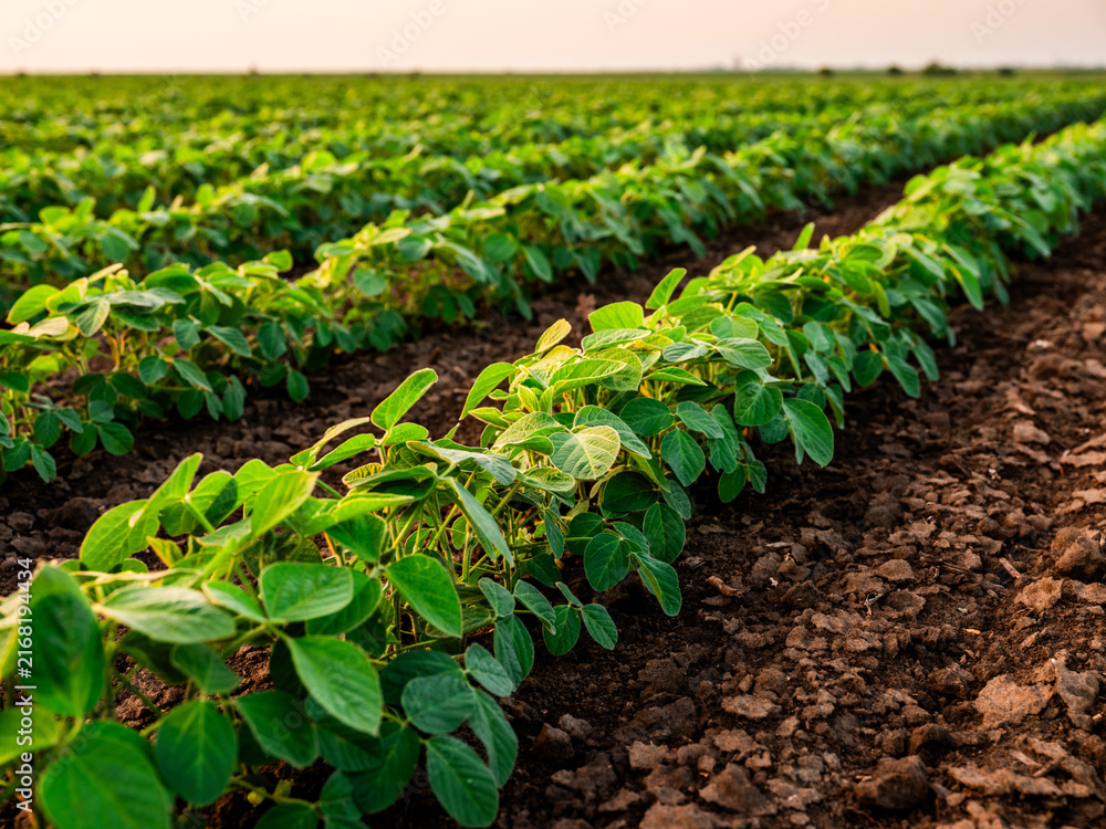 Fototapeta premium Soybean plants are forming neat rows on a vast agricultural field, with rich soil visible. Farming and cultivation concept