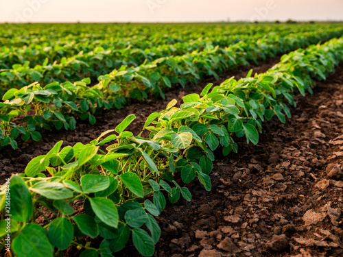 Soybean plants are forming neat rows on a vast agricultural field, with rich soil visible. Farming and cultivation concept