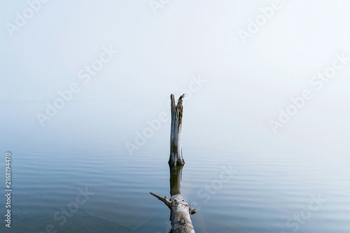Bird perching on dead tree trunk jutting out from calm water surface