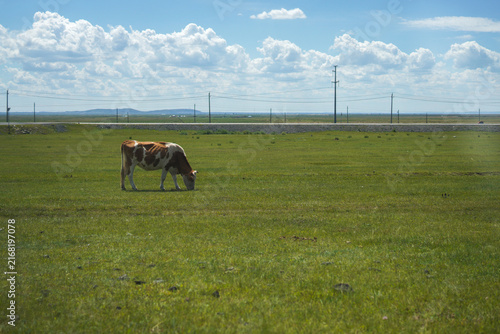 Quadro su tela A cattle grazing on vast grassland under blue sky with clouds
