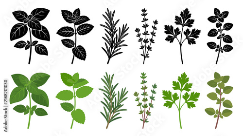 Set of Culinary Herb Vector Illustrations Featuring Basil, Mint, Rosemary, Thyme, Parsley and Oregano Isolated on White Background
