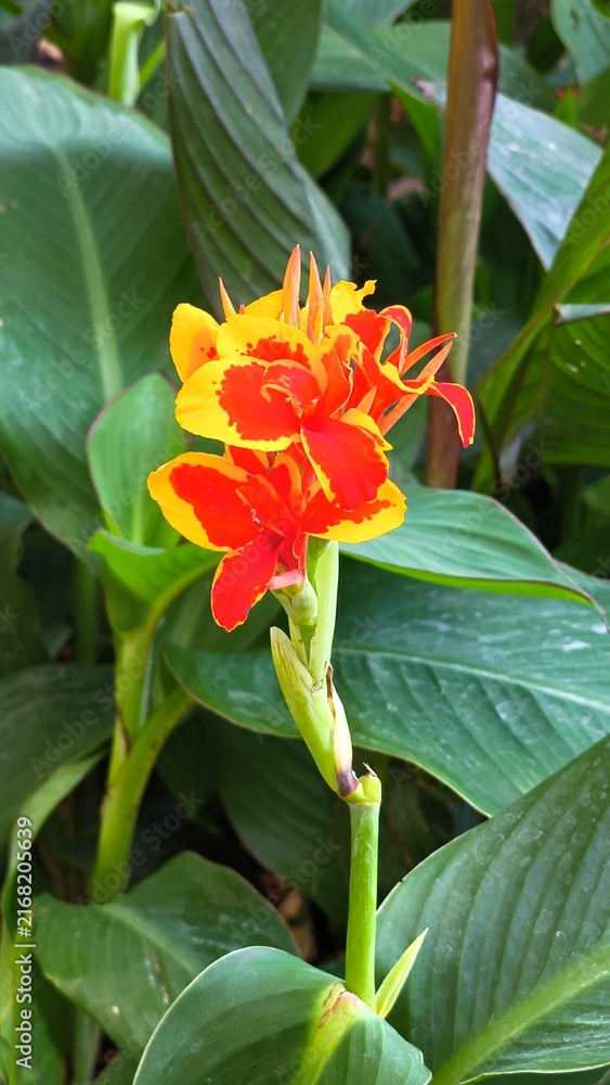 Naklejka premium Vibrant bicolor red and yellow Canna indica flower blooming amidst large green leaves in a sunlit garden in Iași, Romania.