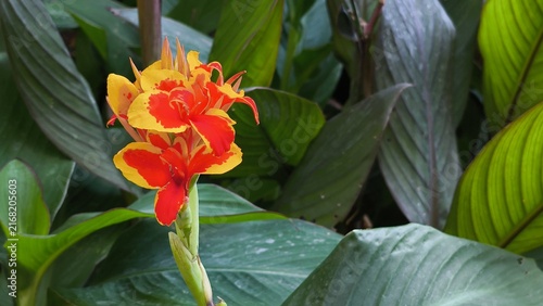 Принти на полотні Vibrant bicolor red and yellow Canna indica flower blooming amidst large green leaves in a sunlit garden in Iași, Romania