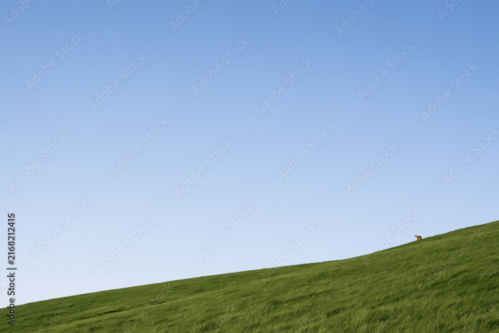 Obraz premium Sloping Green Meadow Field Under Clear Blue Sky