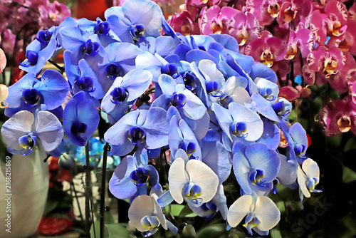 Fotografie Blue and White Two-Tone Phalaenopsis Orchids for Chinese New Year