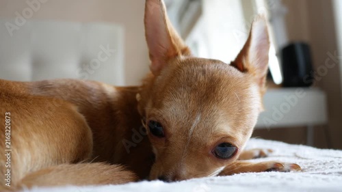 A sad dog Chihuahua sits on the sofa in the living room, waiting for its owner; the pet looks pensive and lonely as it sits bored in the apartment.