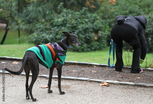 Galgo con ropa y arnés esperando mientras dueña recoge caca del suelo excremento perro bolsa, mujer responsable limpiando caca mascota en parque