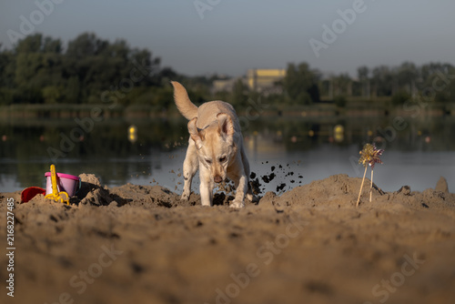 Plakat w ramie Playful dog digging in sand during beach adventure