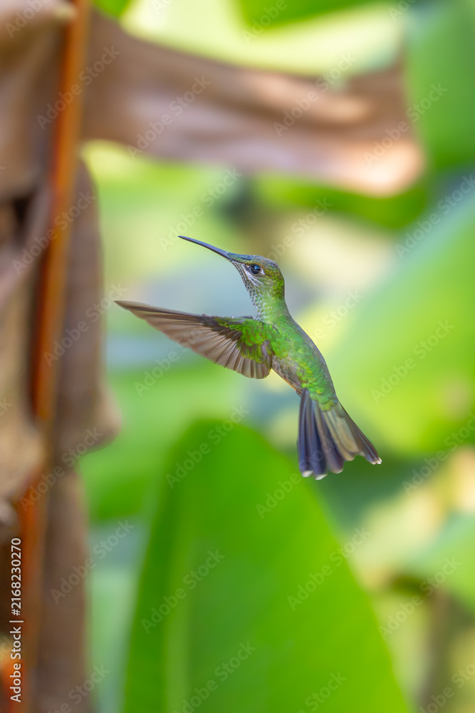 Naklejka premium Sparkling violetear (Colibri coruscans) Ecuador