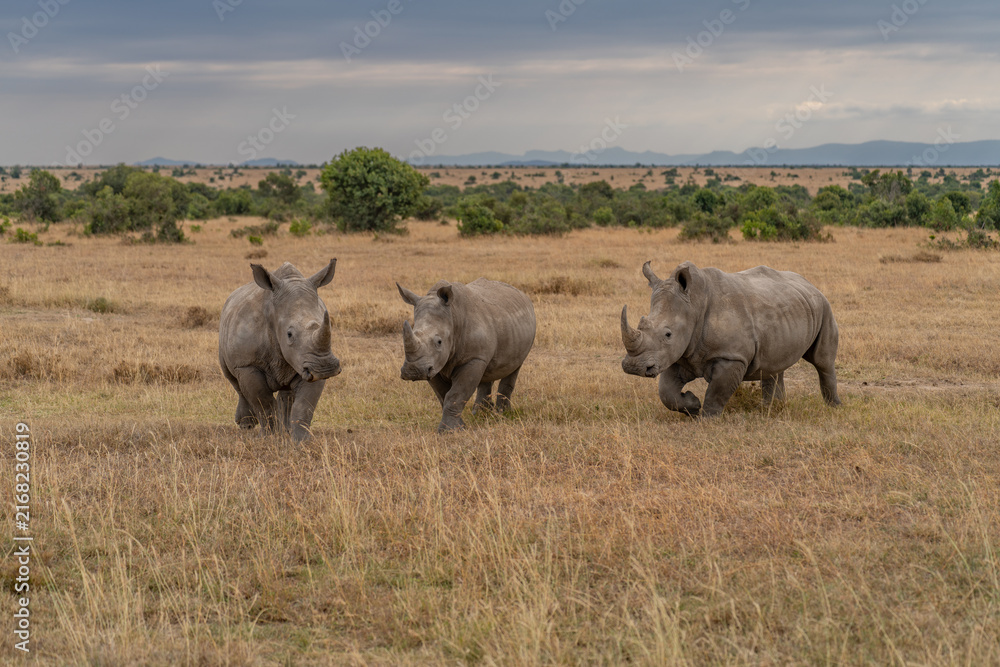Fototapeta premium Three white rhinoceroses walking together through the dry grassland savanna of an african wildlife