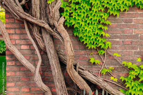 Fotografía artistic garden plant in brick wall tree roots and leaves cottage core aesthetic