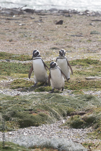 Fotografía Three magellanic penguins walking together along the rocky coastal shore of pata