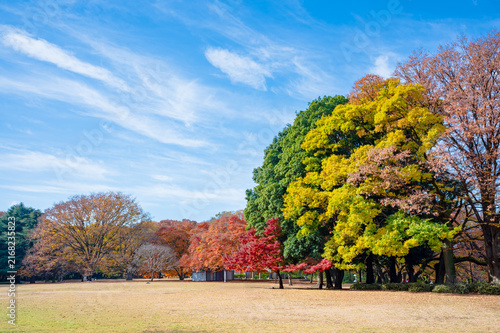 砧公園の紅葉と秋晴れの青空