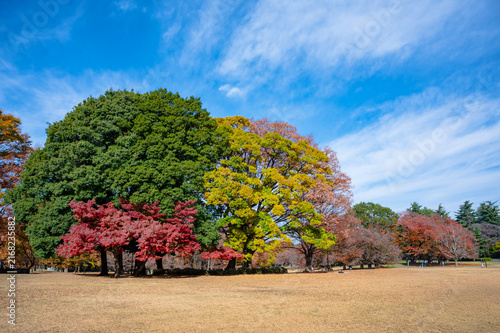 砧公園の紅葉と秋晴れの青空