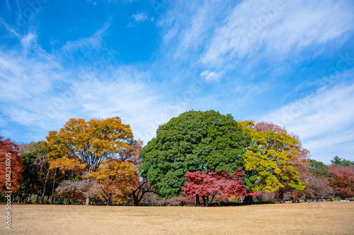 砧公園の紅葉と秋晴れの青空
