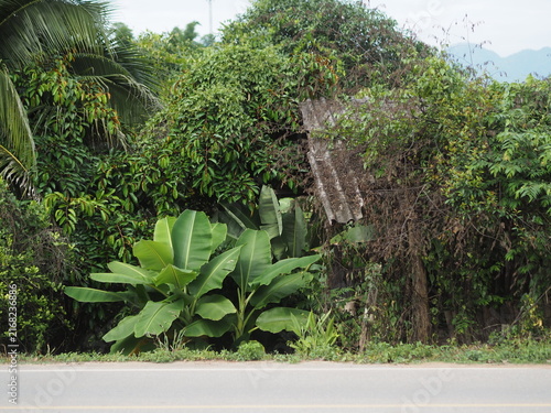 Fotografía wide-angle landscape photograph showing an old, weathered wooden shed with a corrugated roof almost entirely overgrown by dense tropical vegetation, climbing vines, and wild trees