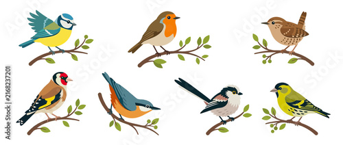 Vector Art Collection of Small Songbirds on Branches