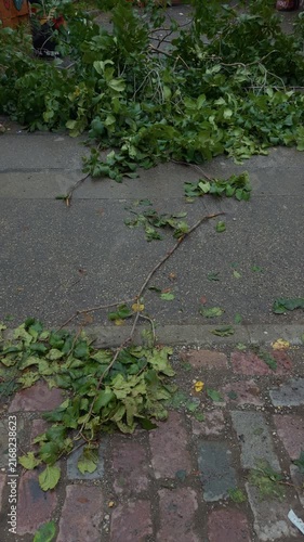 Fallen green branches and leaves scattered across wet city street and cobblestone sidewalk