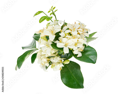Fotografía Fragrant white orange jasmine flowers (Murraya paniculata) with glossy green pinnate leaves, presented as a botanical cluster isolated on transparent background with clipping path